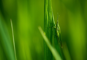 蟲情測(cè)報(bào)燈的使用原理