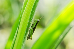 太陽能蟲情測(cè)報(bào)燈優(yōu)勢(shì)介紹
