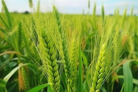 小麥赤霉病監(jiān)測(cè)系統(tǒng)特點(diǎn)介紹